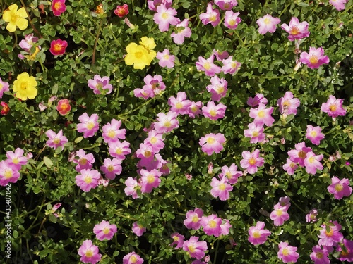 Top view of colorful Portulaca flowers in a garden bed.    