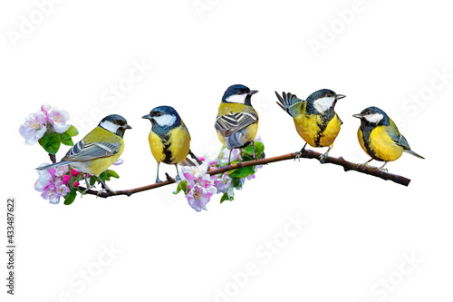 Colorful birds. Isolated cute birds and branch. White background. Bird: Great Tit.