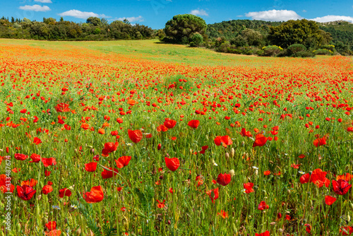 Spectacular field of beautiful poppies in the South of France