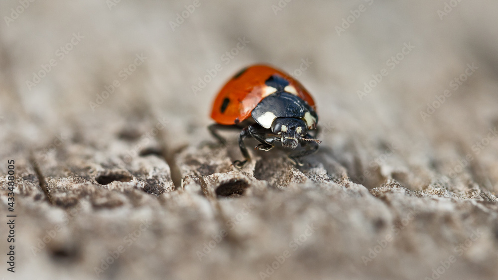 coccinelle sur un tronc d'arbre en gros plan coccinelle sur un tronc d'arbre en gros plan