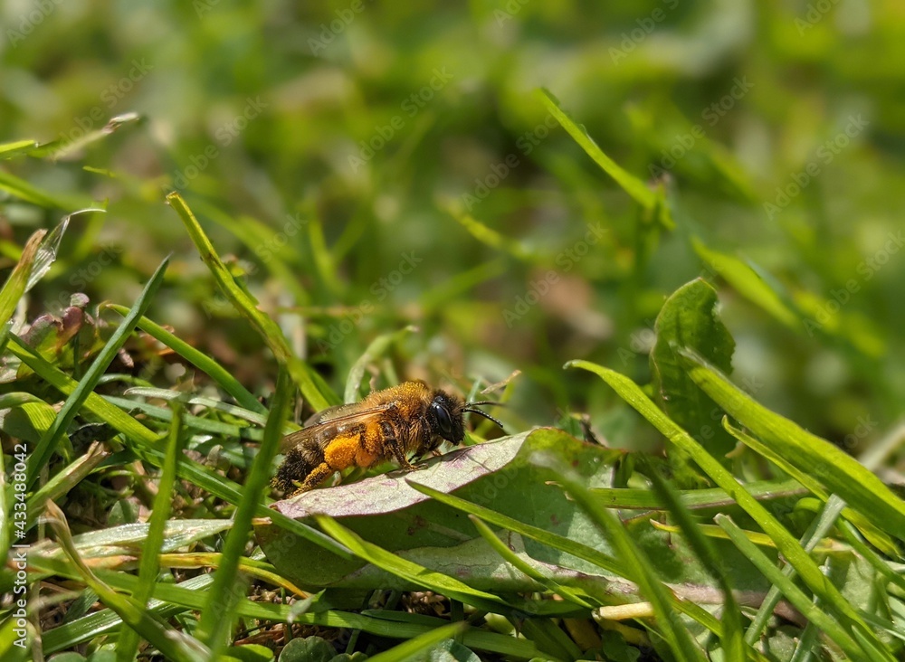 Wasp on grass Wasp on grass