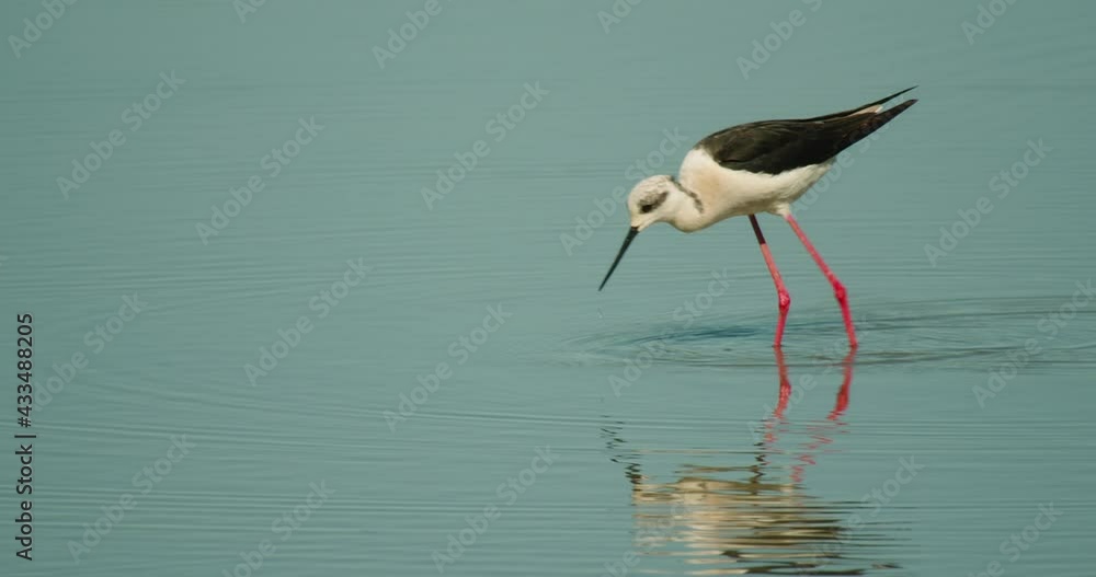 The black-winged stilt feeding in shallow water The black-winged stilt feeding in shallow water