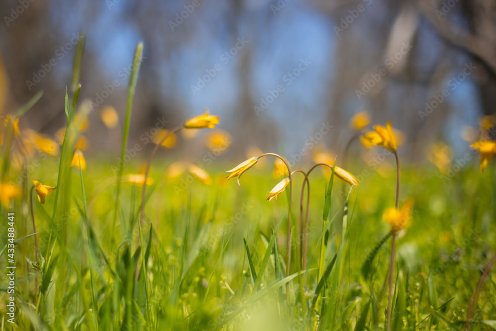 closeup wild yellow tulip flowers in green grass, spring outdoor prairie background