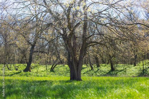 Fototapeta Naklejka Na Ścianę i Meble -  alone tree among green forest glade, spring countryside scene