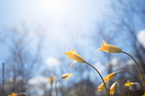 closeup wild yellow tulip flowers in light of sparkle sun, spring outdoor forest glade background photo