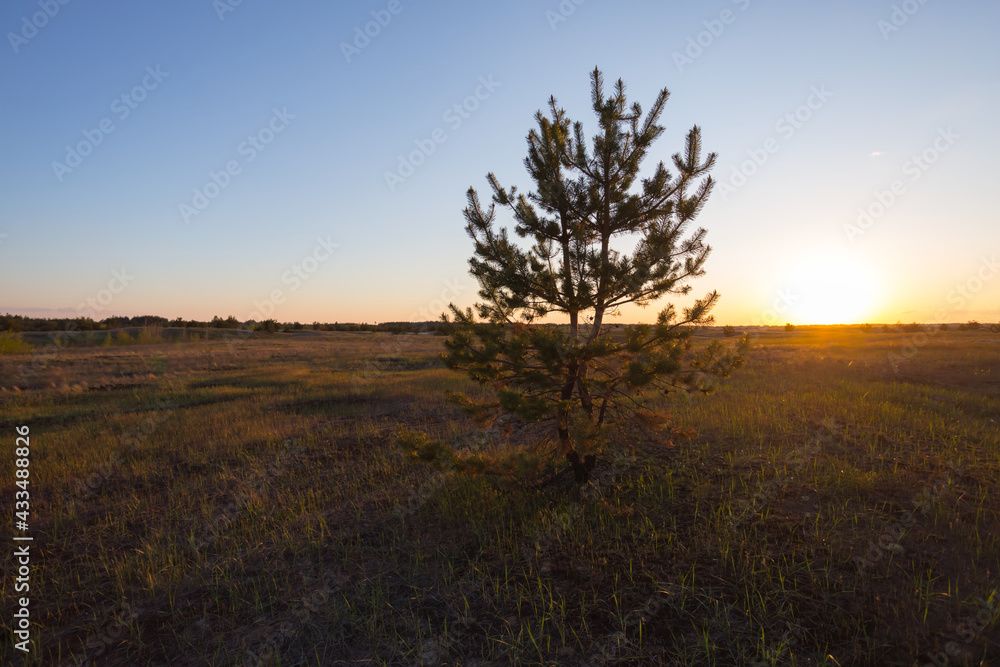 alone pine tree in prairie at the sunset, quiet natural wild scene