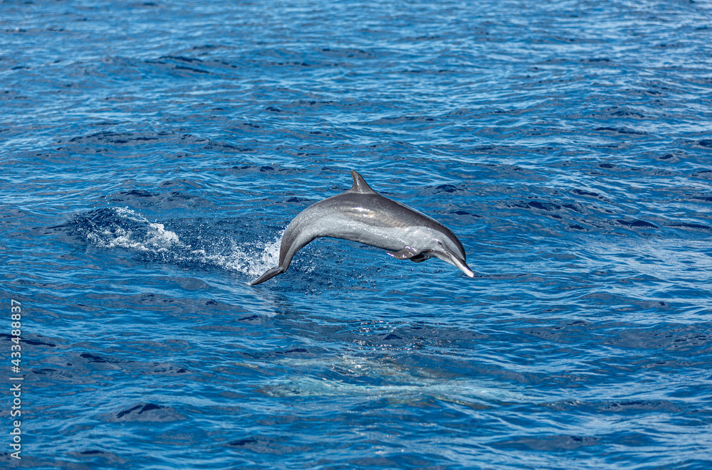 Fototapeta premium saut de dauphin 