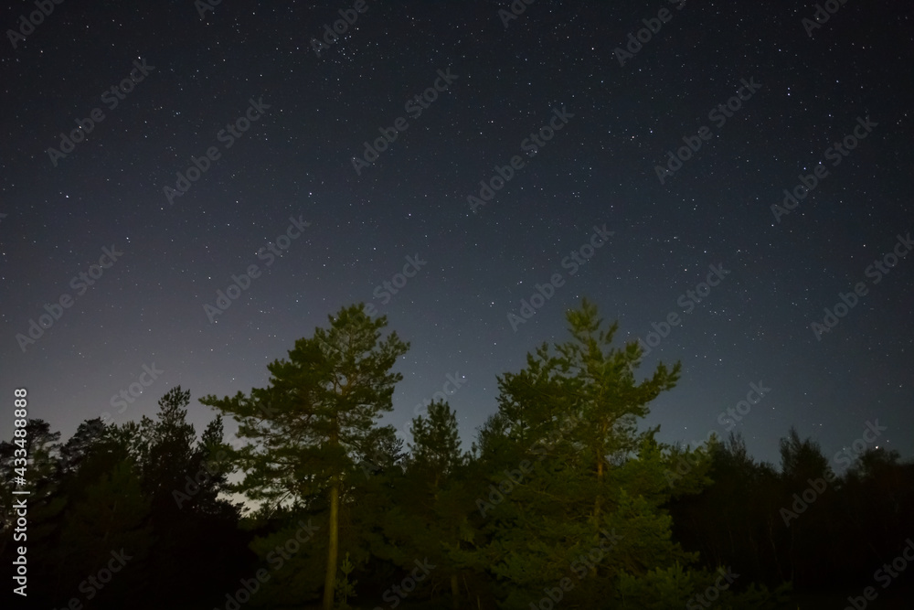 night starry sky above pine forest silhouette, night outdoor natural background