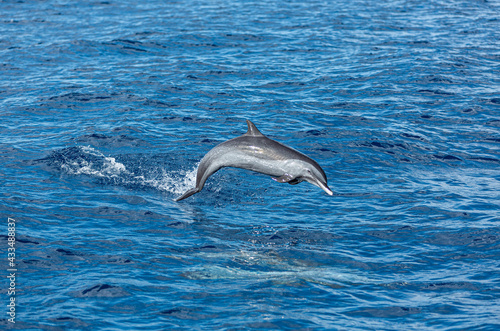saut de dauphin 