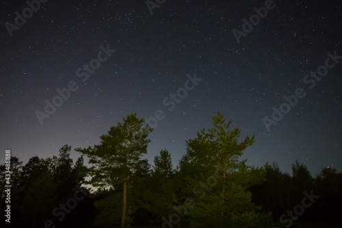 night starry sky above pine forest silhouette, night outdoor natural background