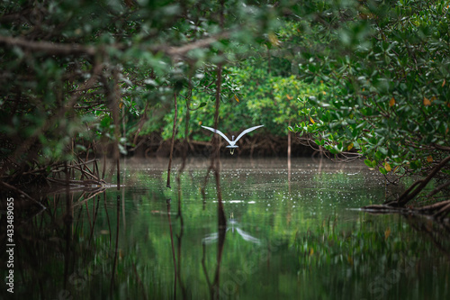 vol d'un héron sous la mangrove 
