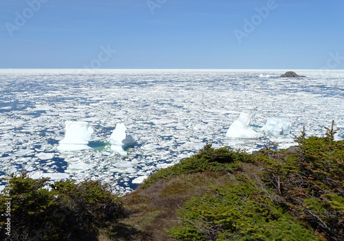 Arctic pack ice and icebergs off the coast of Newfoundland, Canada