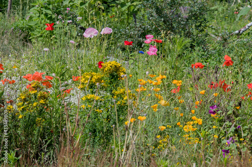 colored flowers in the field