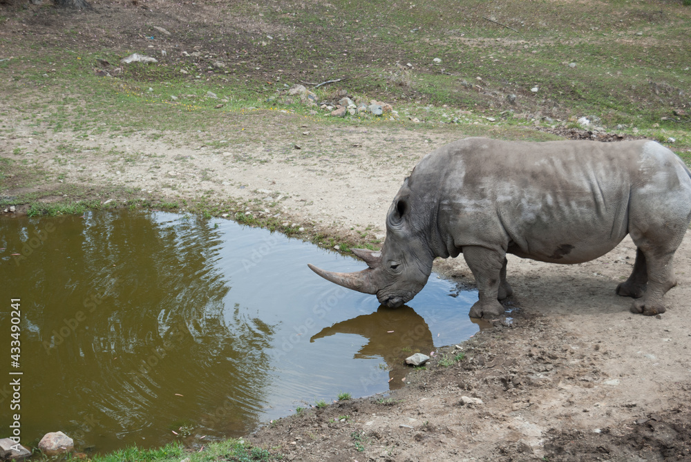 Fototapeta premium rinoceronte blanco bebiendo