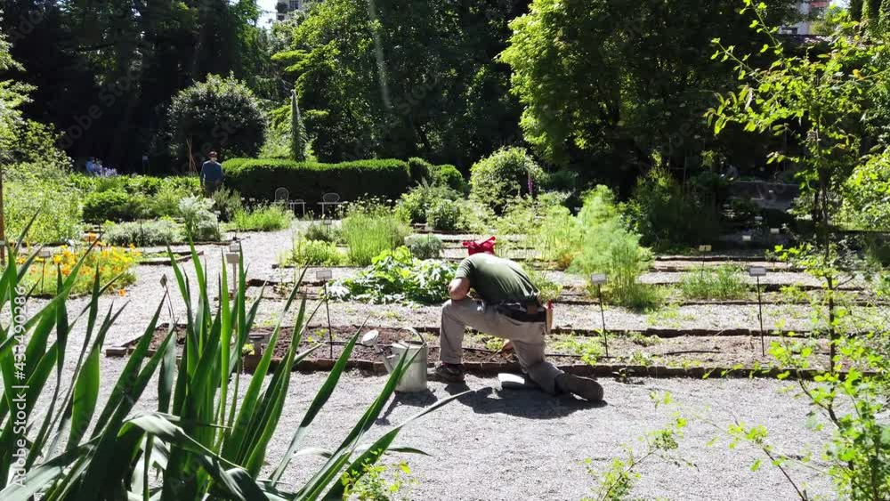 Europe, Italy , Milan May 2021 - Brera Botanical Garden in University of art in downtown of the city after finish of lockdown due Covid-19 Coronavirus epidemic Europe, Italy , Milan May 2021 - Brera Botanical Garden in University of art in downtown of the city after finish of lockdown due Covid-19 Coronavirus epidemic