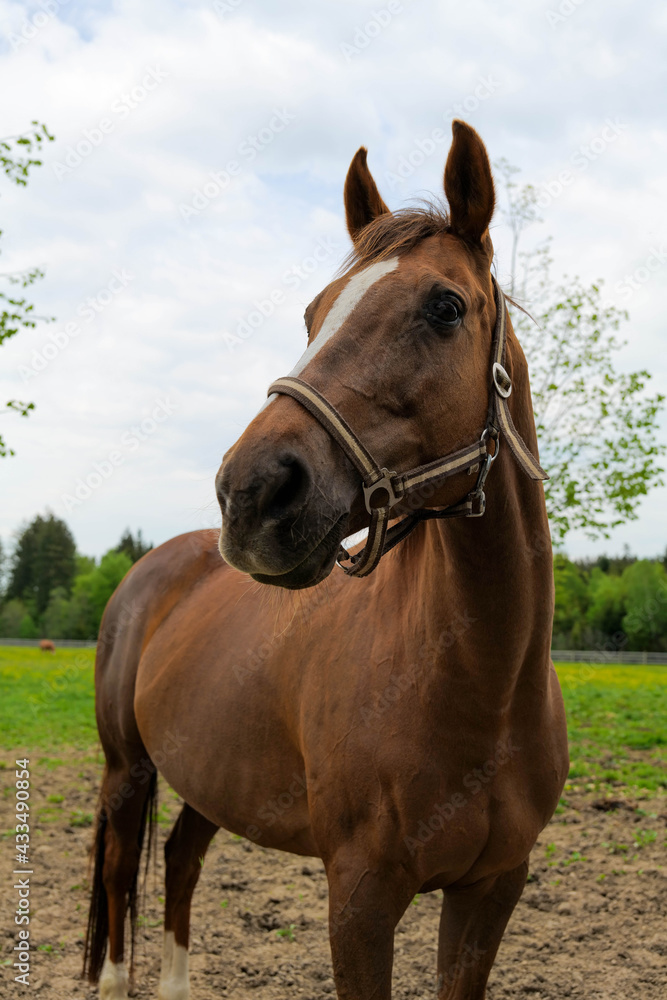 Obraz premium a horse with no name 001