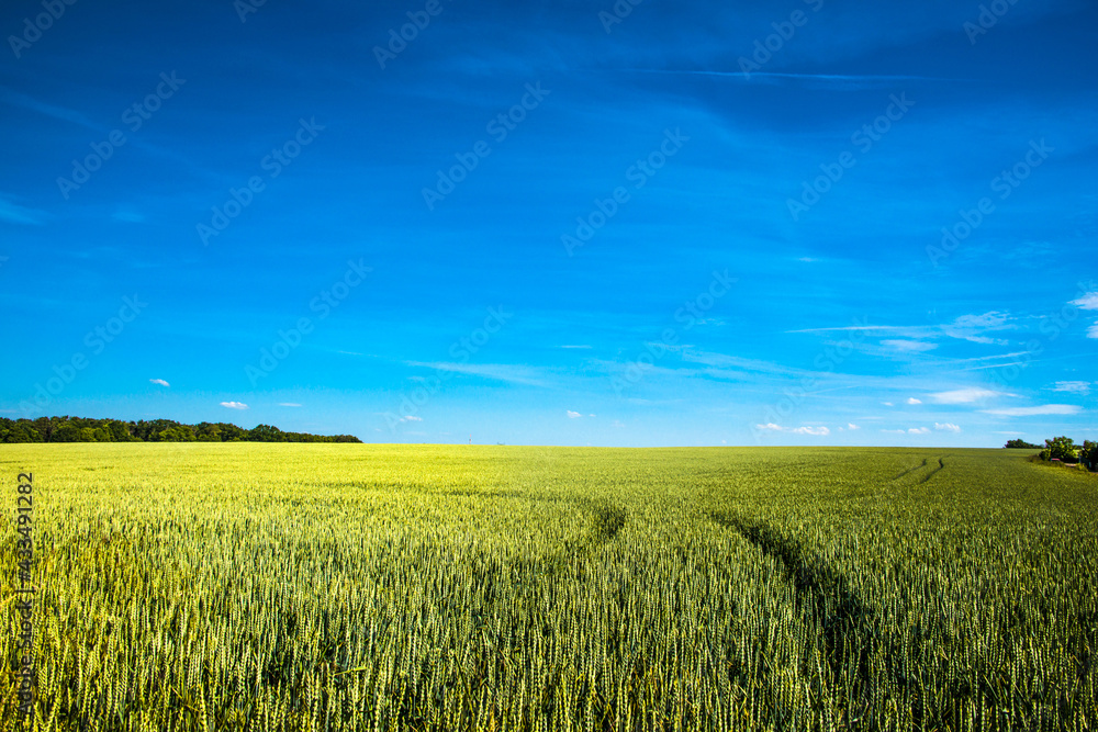 Panoramic view over beautiful farm landscape of wheat crops in late Spring with deep blue sky at sunny day with light and shadow interplay. Panoramic view over beautiful farm landscape of wheat crops in late Spring with deep blue sky at sunny day with light and shadow interplay.
