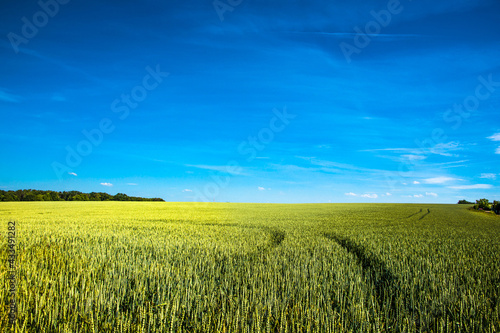 Panoramic view over beautiful farm landscape of wheat crops in late Spring with deep blue sky at sunny day with light and shadow interplay.