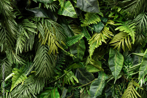 Background from green glossy tropical leafs.Different foliage plants on dark bcakdrop.Good as advert banner with copy space. © Bidzilya