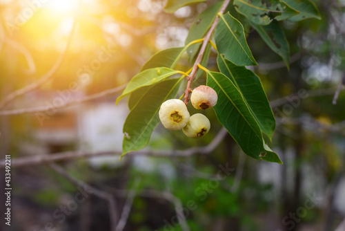 Organic fruits on tree. Syzygium jambos (Scientific name : Syzygium jambos (L.) Alston)