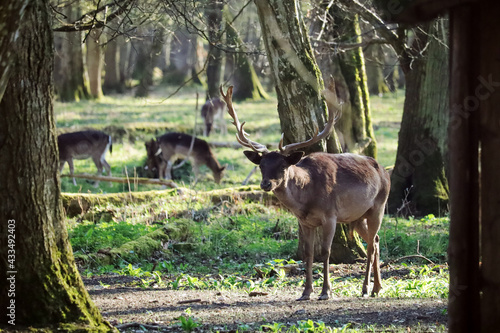 Deers in the forest in Germany