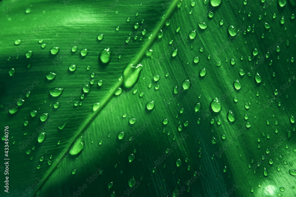 green tropical leaves background. summer and nature concept. green tropical leaves background. summer and nature concept.