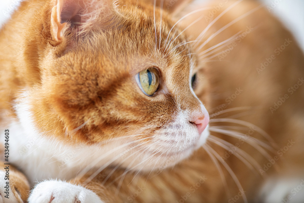 Portrait of a young beautiful domestic cat of red color, close-up.