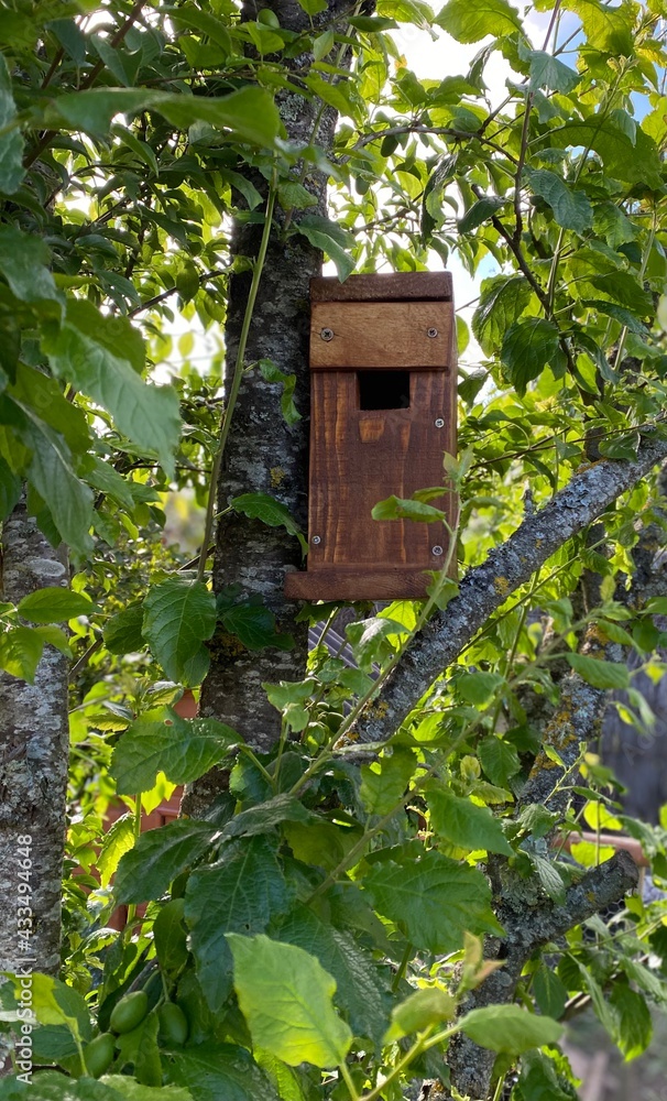 nichoir en bois, artisanal dans un arbre au printemps