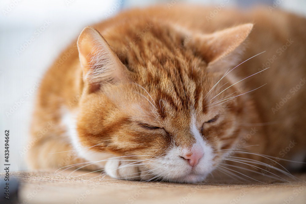 Portrait of a young beautiful domestic cat of red color, close-up. Portrait of a young beautiful domestic cat of red color, close-up.