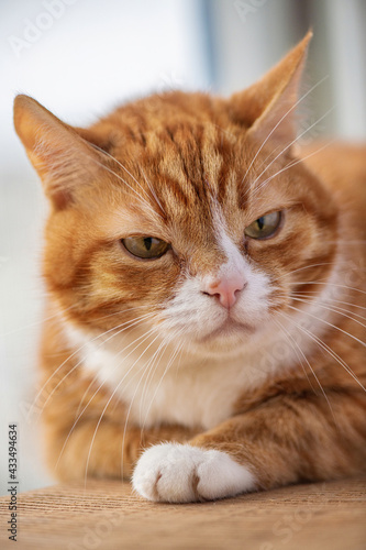 Fototapeta Naklejka Na Ścianę i Meble -  Portrait of a young beautiful domestic cat of red color, close-up.