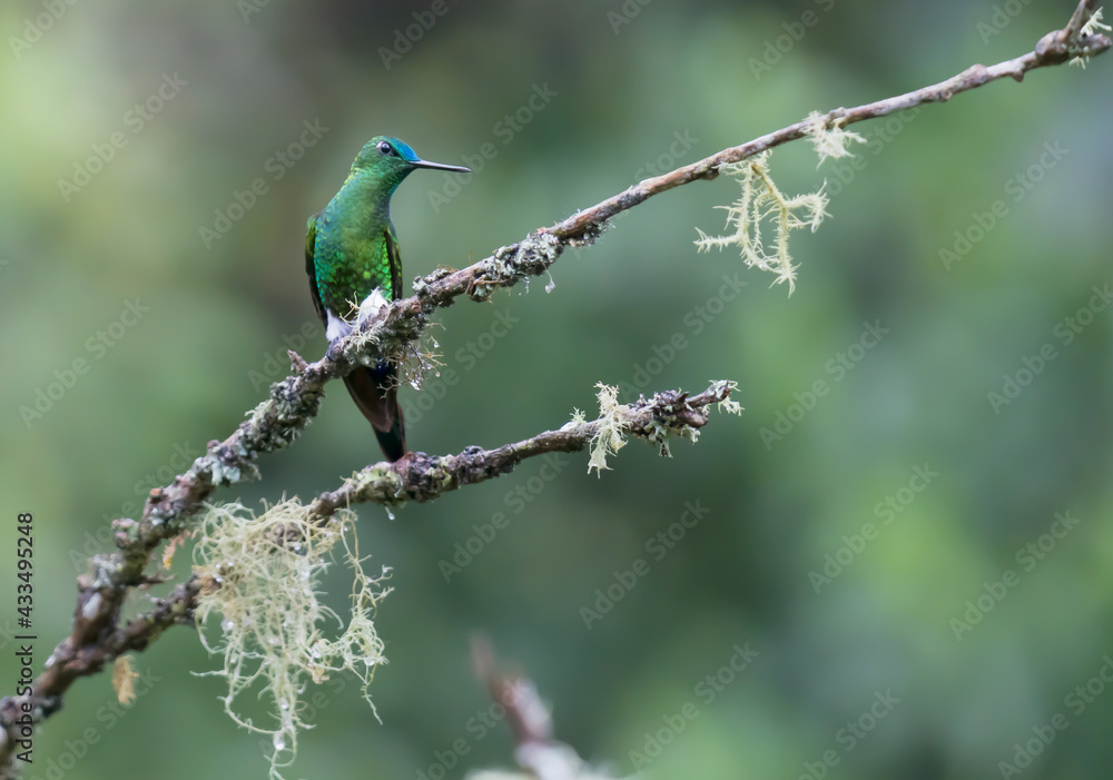 Obraz premium COLIBRI