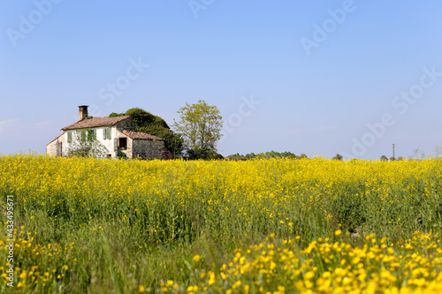 Campo giallo di colza con casolare abbandonato in formato orizzontale
