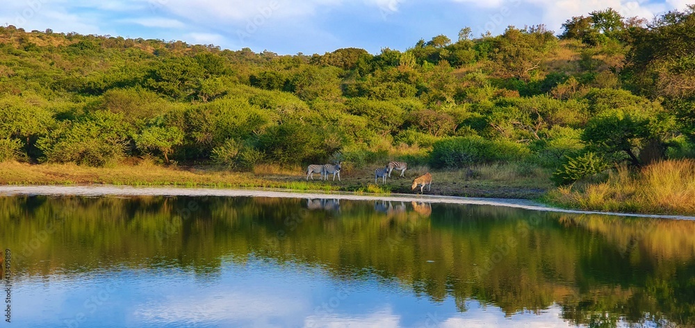 Lake with reflection of zebras and trees Lake with reflection of zebras and trees