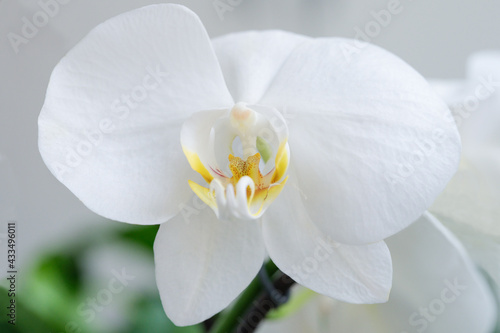 White orchid plant on a white background  close-up.