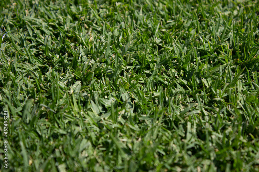 Césped, pasto verde con textura Césped, pasto verde con textura
