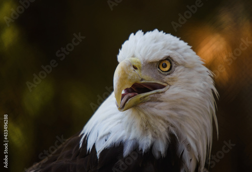Portrait of American Bald Eagle Taken at San Diego Zoo, San Diego, California, United States
