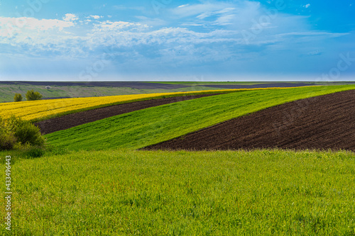 Rural landscape photography with fields of wheat and rape under blue sky. Photo was taken in daytime. 