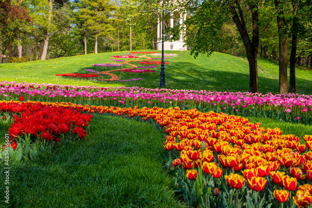 Photo of a garden with blooming tulips with mixed colours variations. Tulip garden in full bloom Photo of a garden with blooming tulips with mixed colours variations. Tulip garden in full bloom