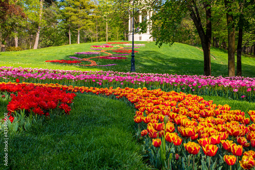 Photo of a garden with blooming tulips with mixed colours variations. Tulip garden in full bloom