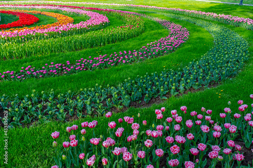 Photo of a garden with blooming tulips with mixed colours variations