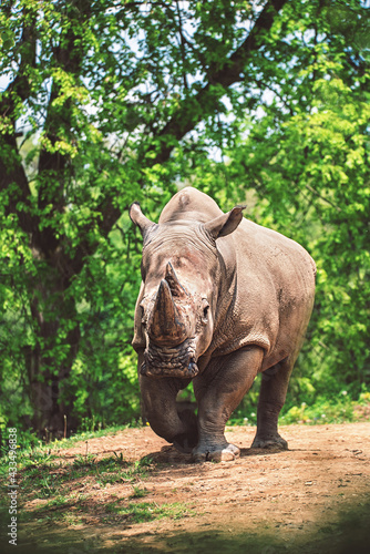 rhino in the park © Sangur