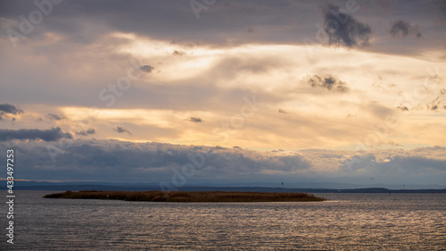 Kleine Schilfinsel vor Podersdorf im Neusiedler See  Burgenland    sterreich