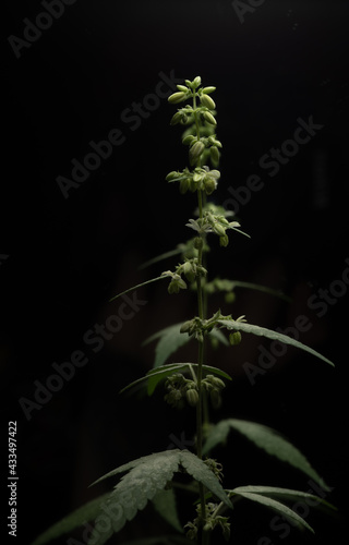 Macro close up portrait of a Male Marijuana Cannabis plant flowers