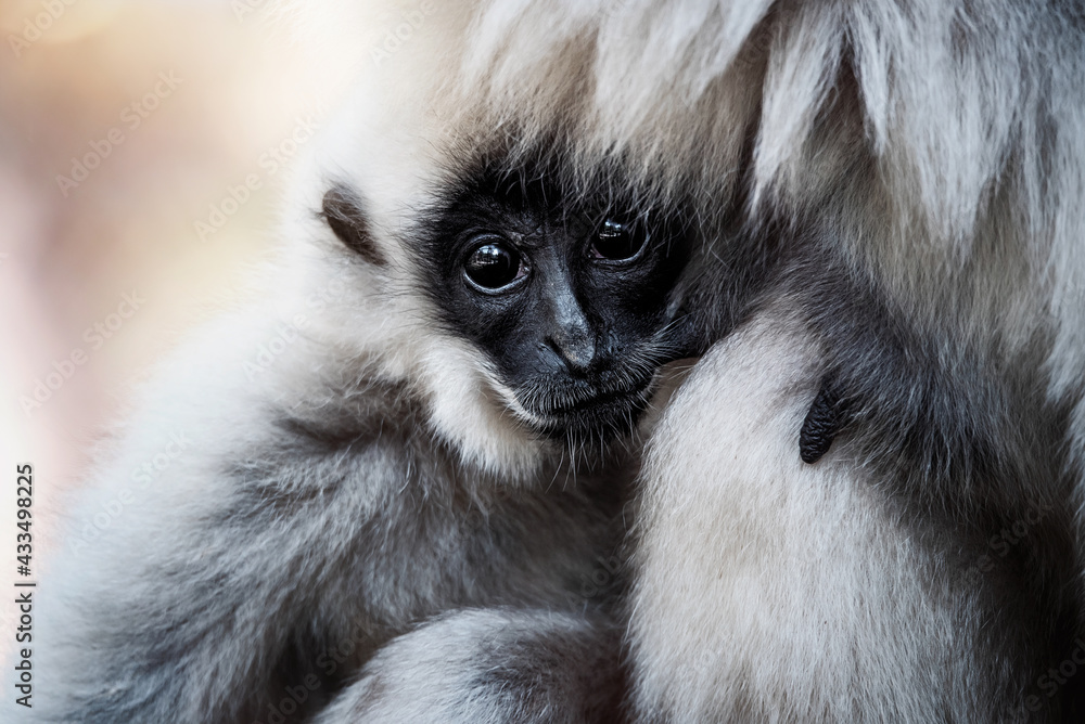 Fototapeta premium gibbon in zoo