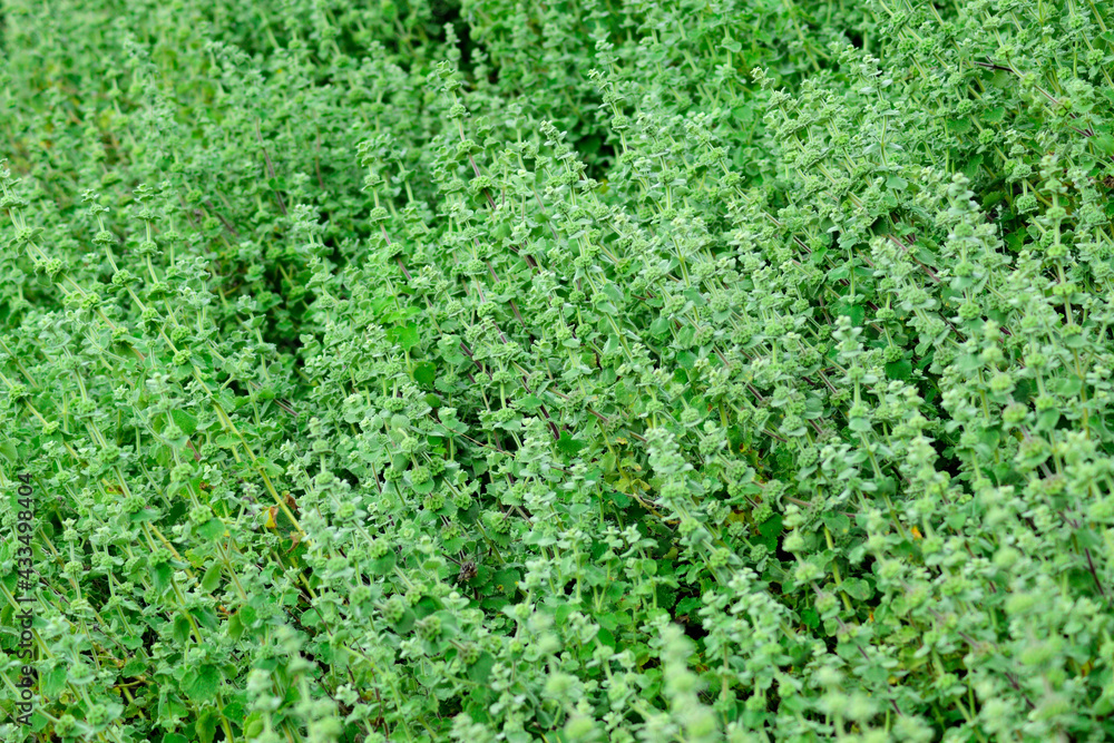 Green plant mantle texture 1 Green plant mantle texture 1