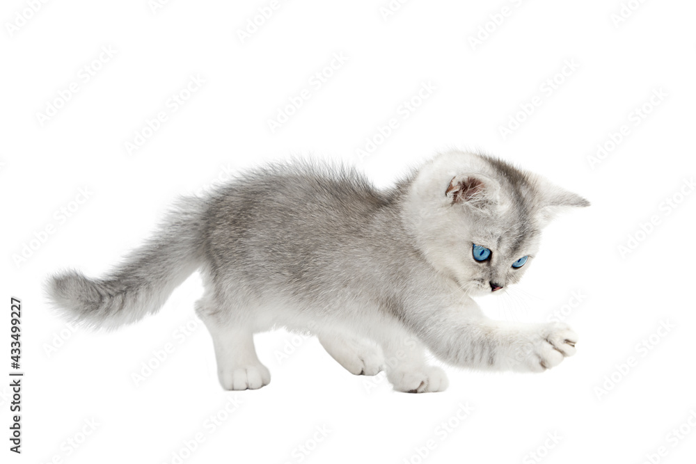 kitten scottish gray isolate on white background