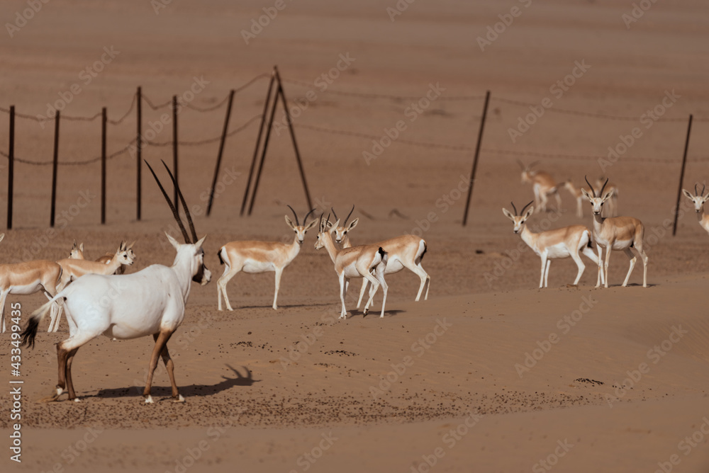 Gazelles in the Arabian Desert in Dubai - UAE.... These majestic ...