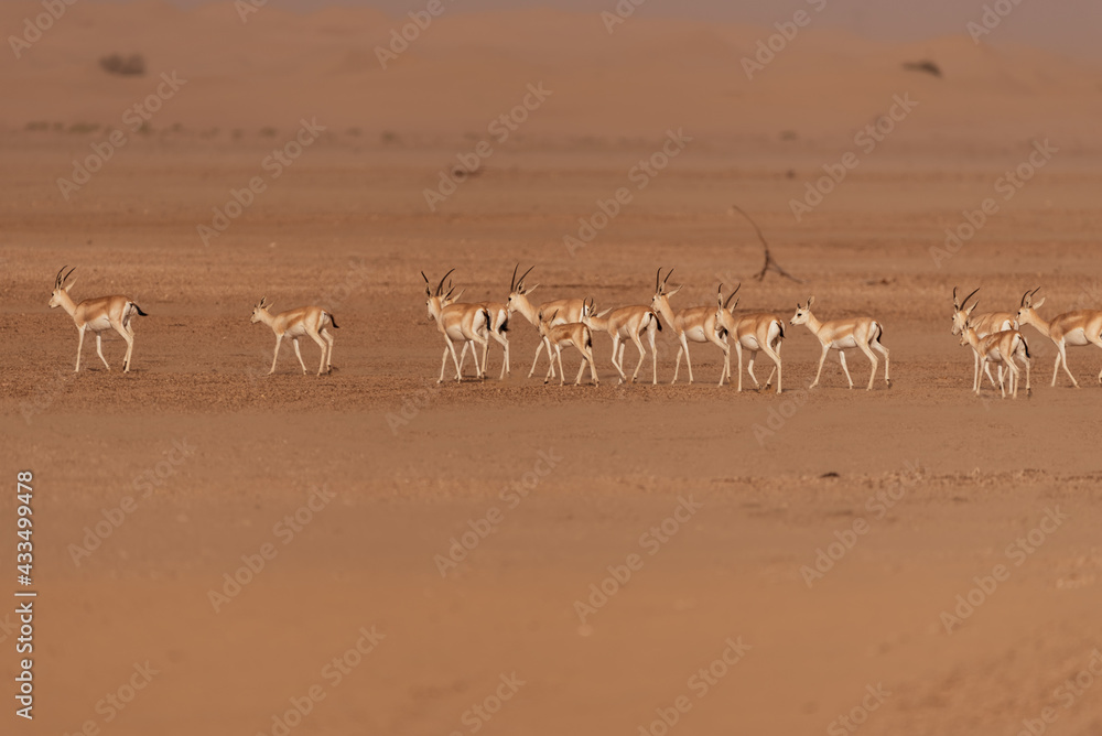 Gazelles in the Arabian Desert in Dubai - UAE.... These majestic creatures are protected species and represent the symbol of UAE Gazelles in the Arabian Desert in Dubai - UAE.... These majestic creatures are protected species and represent the symbol of UAE