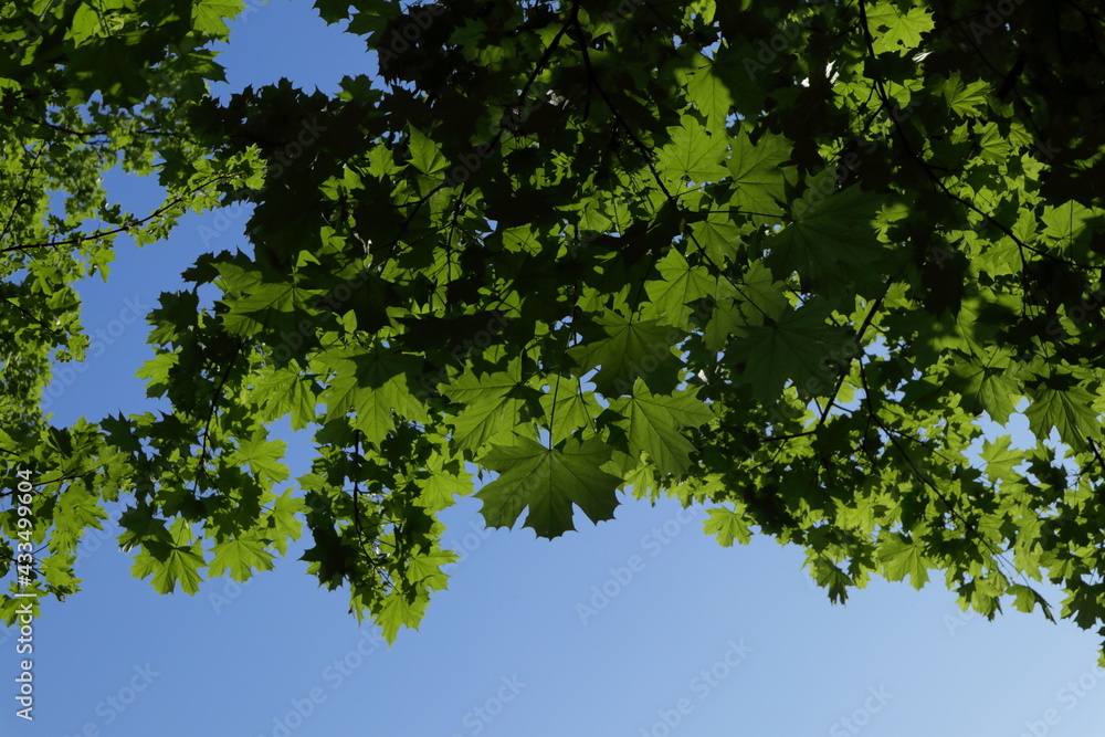Maple Maple