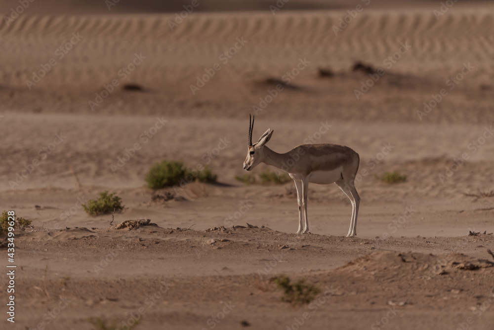 Gazelles in the Arabian Desert in Dubai - UAE.... These majestic ...